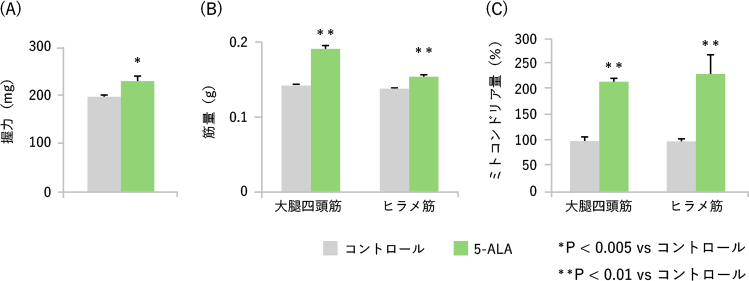 5-ALA摂取によるミトコンドリア量と筋肉量の増加