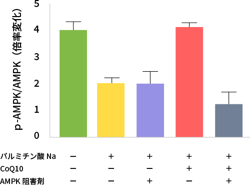 CoQ10添加によるAMPK活性化（*7より改変）