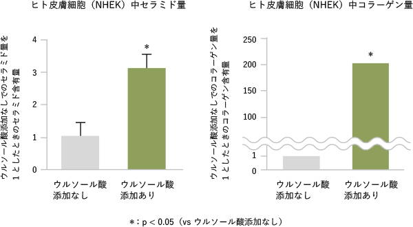 ウルソール酸によるヒト表皮細胞中のセラミド・コラーゲン含有量増大効果