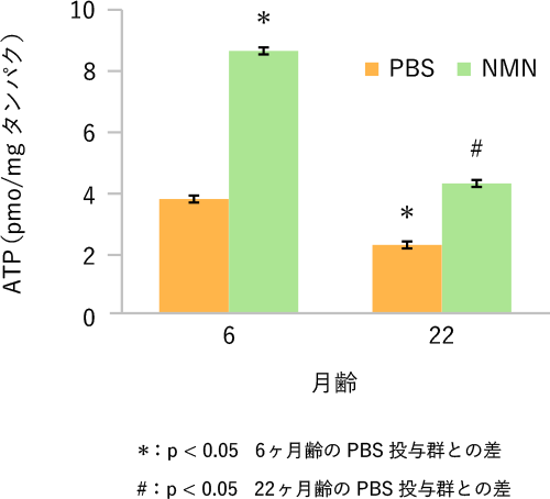 NMN摂取によるATP産生量向上