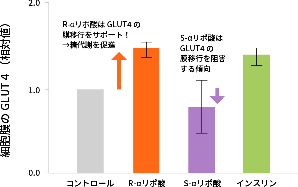 R-αリポ酸によるGLUT4の膜移行促進作用（*24より改変）