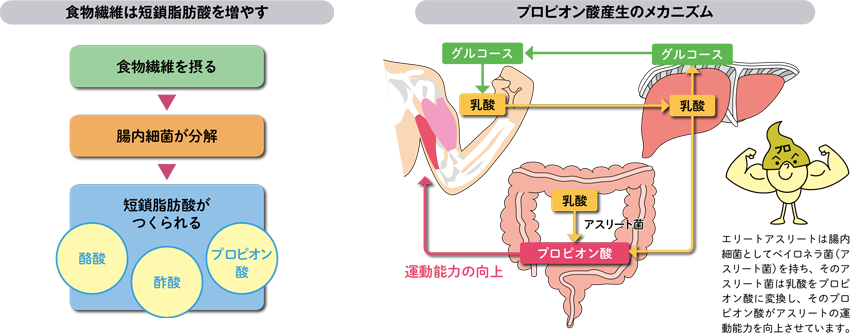 食物繊維は短鎖脂肪酸を増やす　プロピオン酸産生のメカニズム