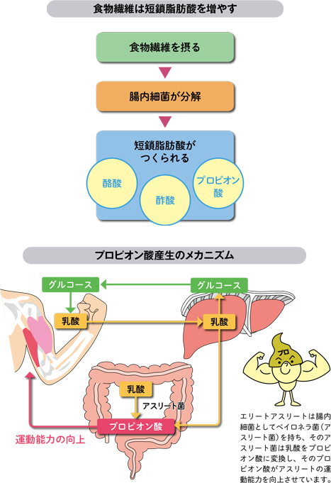 食物繊維は短鎖脂肪酸を増やす　プロピオン酸産生のメカニズム