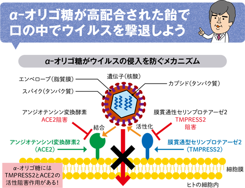 α-オリゴ糖が高配合された飴で口の中でウイルスを撃退しよう α-オリゴ糖がウイルスの侵入を防ぐメカニズム