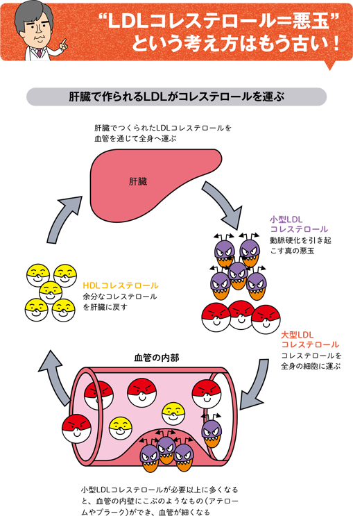 “LDLコレステロール＝悪玉”という考え方はもう古い！　肝臓で作られるLDLがコレステロールを運ぶ