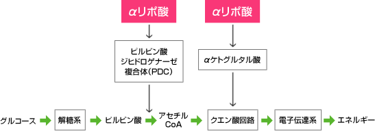 図1. グルコースからのエネルギー産生とαリポ酸