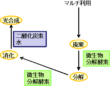 生分解性マルチの分解メカニズム