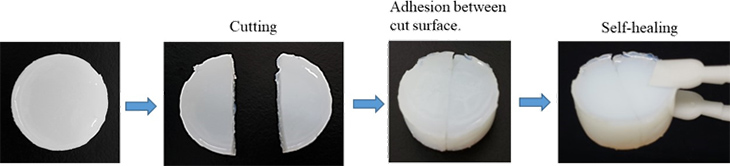 Fig. 2　Self-healing ability of hydrogel consisting of MCT-β-CD, Ad-COOH and PAA.