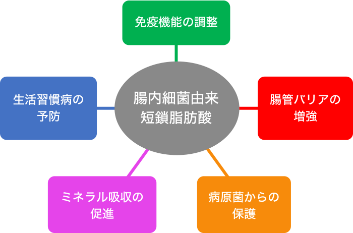 腸内細菌由来の短鎖脂肪酸の機能