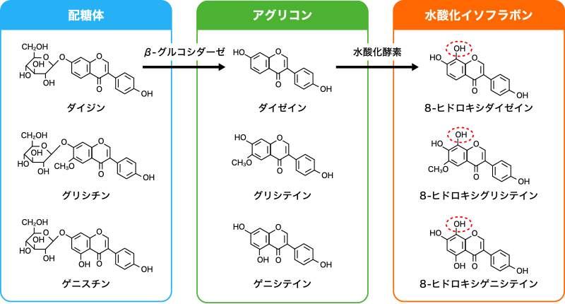 図1. イソフラボン類の構造