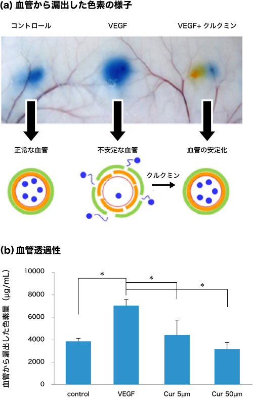 図2. Curによる血管透過性亢進の抑制