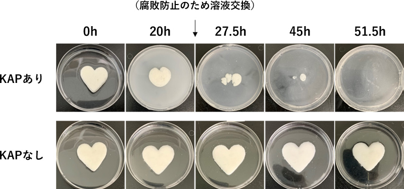 図4. KAPによる高タンパク質食品の分解