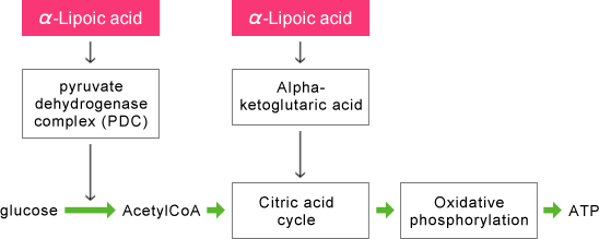 Fig. 1. A simplified outline of the catabolism of glucose.