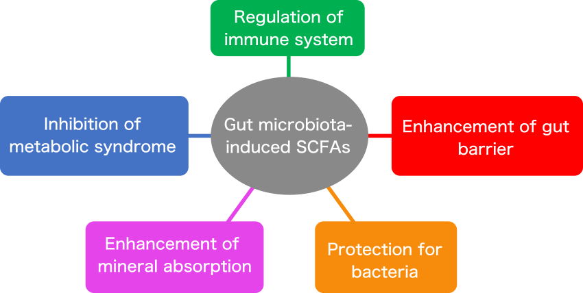 Fig. 1. The function of SCFAs to the host