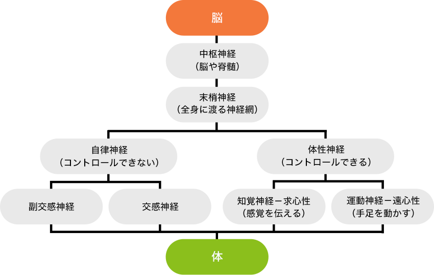 図2. 脳と体を結ぶ神経とは