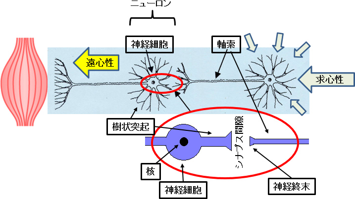 図3. 神経細胞と神経伝達