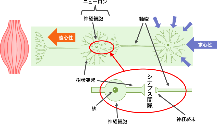 図3. 神経細胞と神経伝達