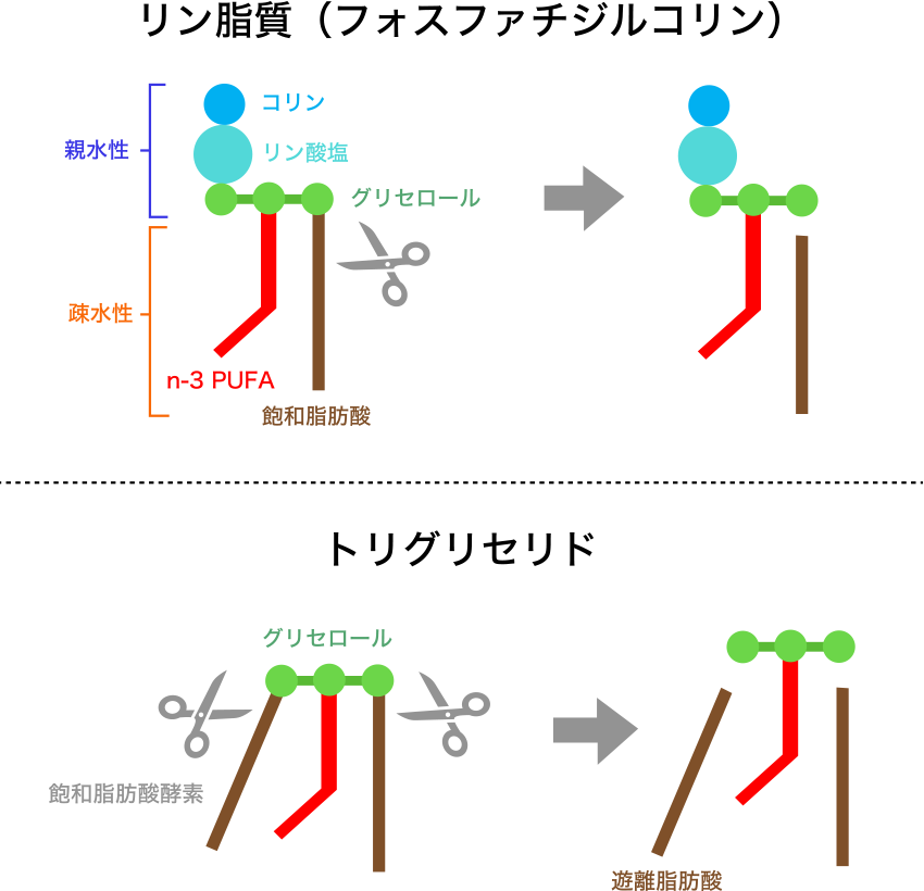 図1. リン脂質とトリグリセリドの構造と小腸内での酵素分解