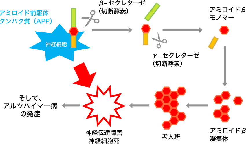 図4. アミロイド仮説（老人斑の形成とアルツハイマー病の発症）