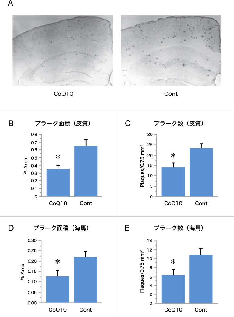 図2. アルツハイマー病態モデルマウス（Tg19959マウス）を用いたCoQ10によるアミロイドβ42プラークの低減作用