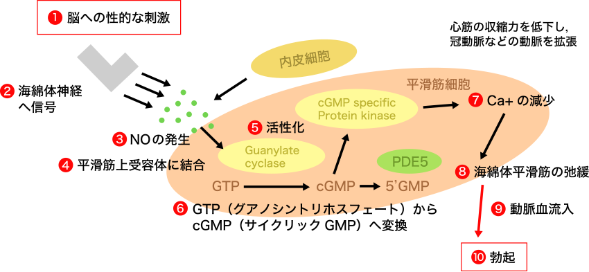 図2. 平滑筋弛緩による陰茎勃起に至るまでのメカニズム