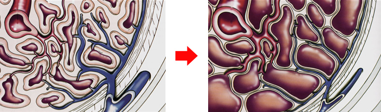 図3. 平滑筋弛緩による陰茎勃起