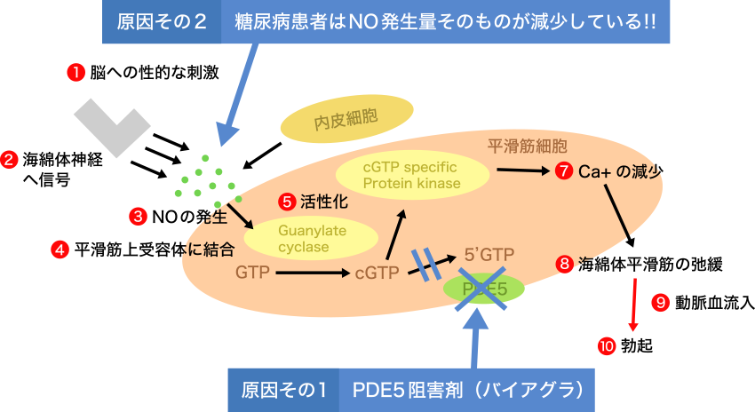 図4. EDの原因とPDE5阻害剤(バイアグラ)による治癒メカニズム