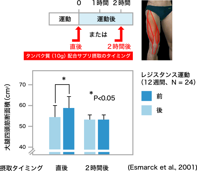 図2. 運動とタンパク質摂取タイミングによる大腿四頭筋量の変化