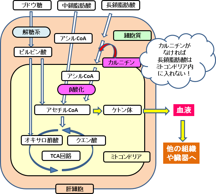 図2. 中鎖脂肪酸からのケトン体生成