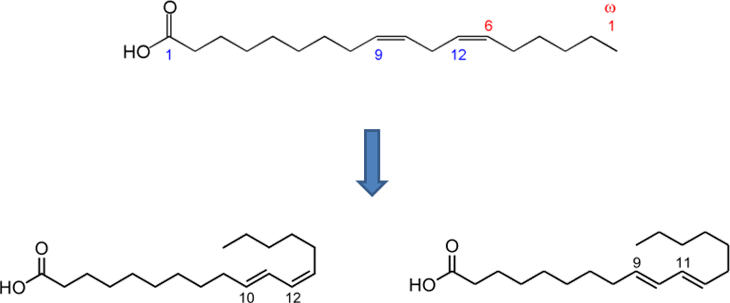 図2. 反芻動物の胃によるリノール酸から共役リノール酸への変換