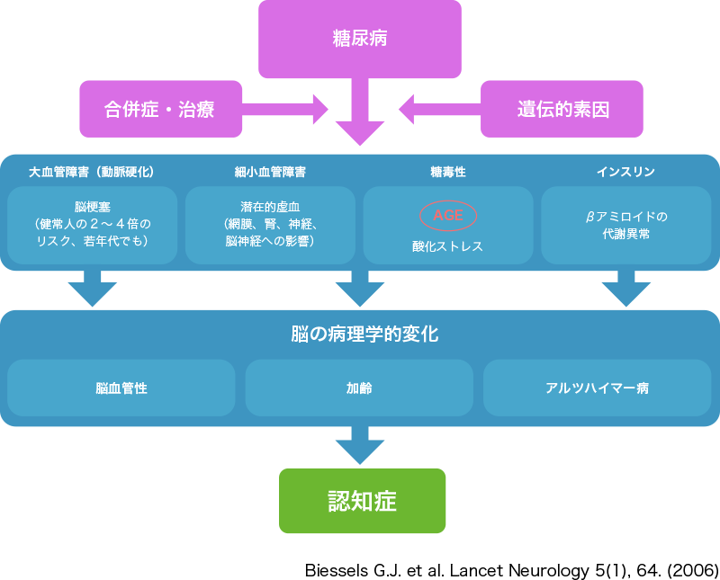 図2. 糖尿病患者の認知症発症メカニズム