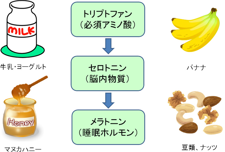 図5. 快眠のためのメラトニンの体内生成