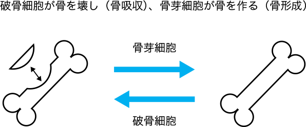 図3. 破骨細胞による骨吸収と骨芽細胞による骨形成