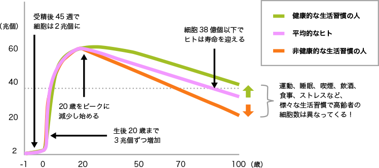 図1. 年齢によるヒトの細胞数の変化（イメージ）