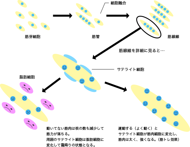 図2. 運動による筋肉細胞と筋肉の増減