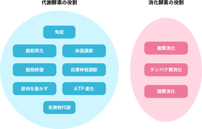 図1. 代謝酵素と消化酵素の役割