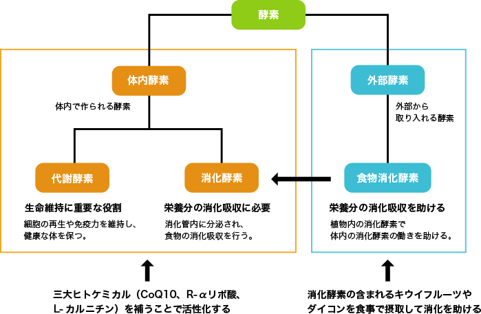 図2. 三大ヒトケミカルで代謝酵素の活性化