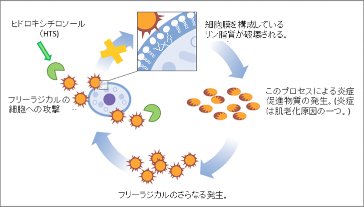 図3. ヒドロキシチロソールの抗酸化システム