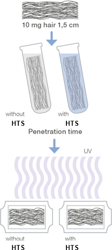 図4. HTSによる髪の保護効果の検討方法