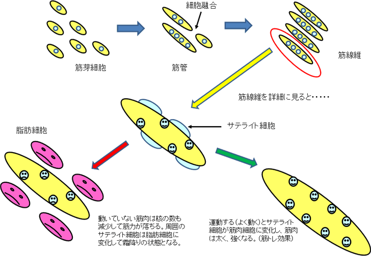 図1. 運動による筋肉細胞と筋肉の増減