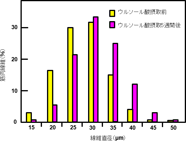 図2. ウルソール酸摂取による腓腹筋の筋肉線維の変化（Cell Metabolism 2011の論文から引用）