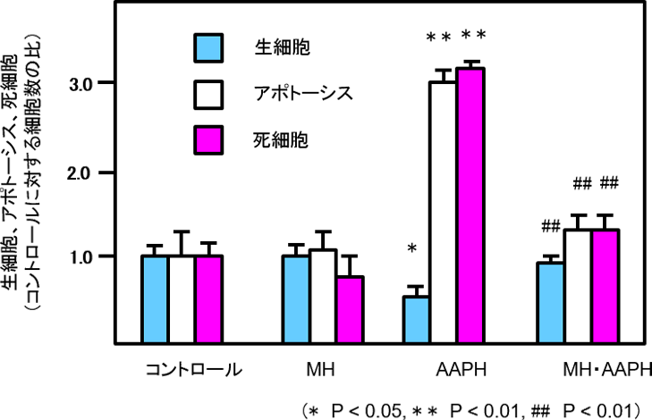 図1. AAPH処理で酸化ストレスを与えた細胞の状態