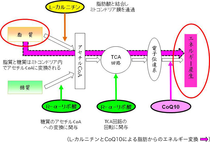 図1. ミトコンドリアにおけるヒトケミカルのエネルギー産生のための役割