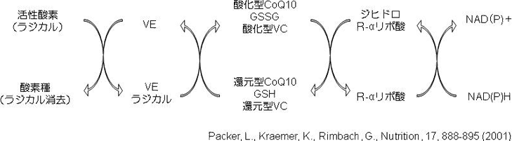 図1. 生体内の抗酸化物質ネットワーク