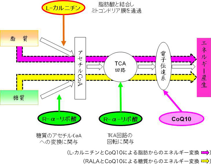 図4. ミトコンドリアにおけるヒトケミカルのエネルギー産生のための役割
