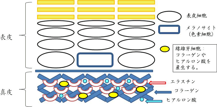 図1. 肌の構造（表皮と真皮）