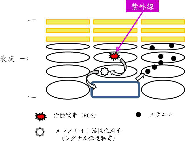 図2. 表皮におけるメラニン生成のメカニズム