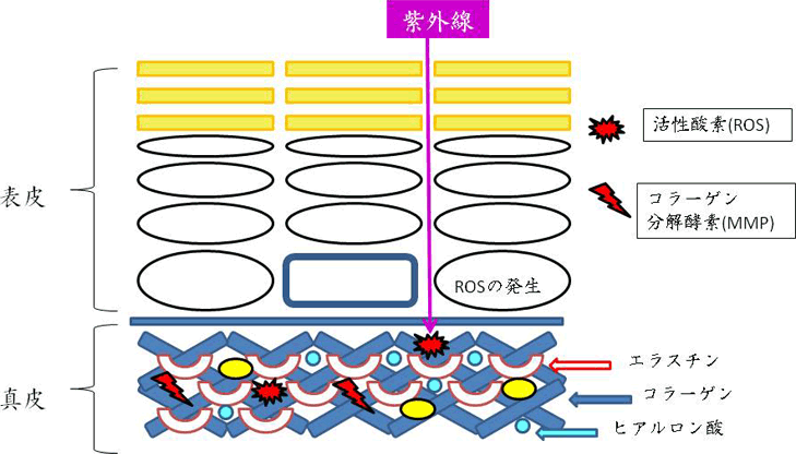 図3. 真皮におけるシワの生成メカニズムとシワの改善