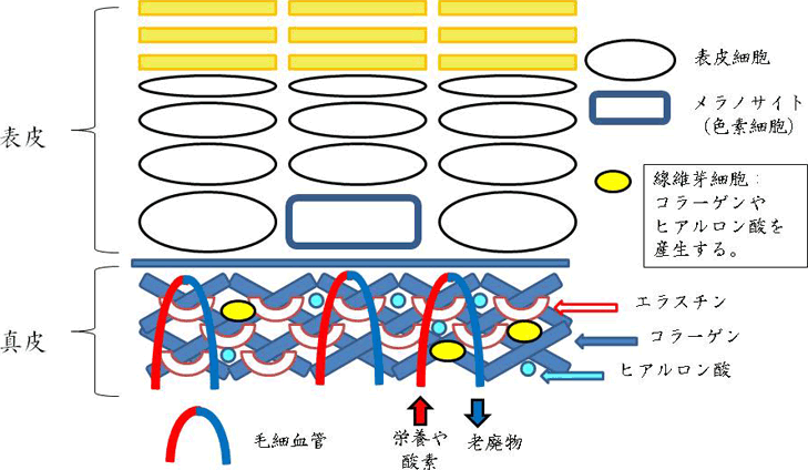 図1. 表皮と真皮と毛細血管