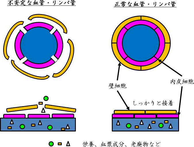 図2. 正常な血管・リンパ管と不安定な血管・リンパ管